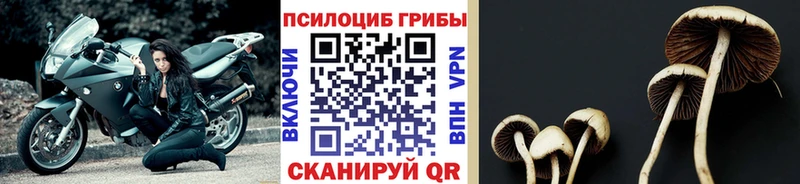 Псилоцибиновые грибы MAGIC MUSHROOMS hydra сайт Новоалександровск